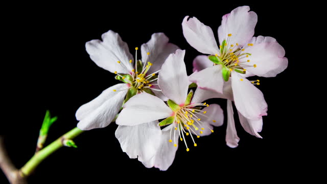 Almond Flowers Bloom in Time Lapse on a Black Background with Alpha Channel Matte. Macro Timelapse Video of Spring Tree Blossoming Branch. Birth of Nature