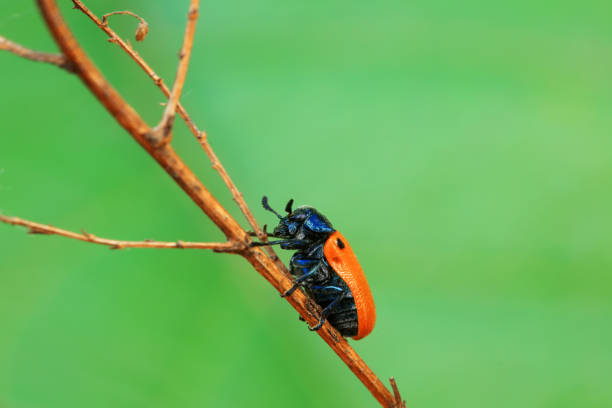 Leaf beetle on wild plants, North China