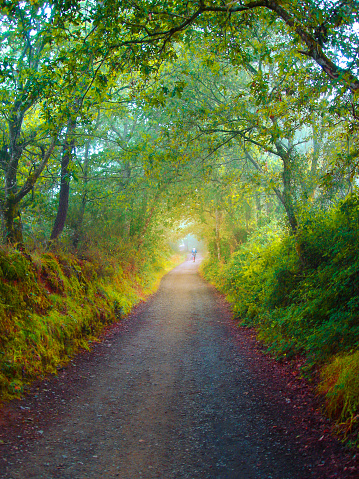 Camino de Santiago old pilgrimage route under green forest at dawn, rows of oak trees at both sides, tree canopy. A Coruña province, Galicia, Spain.