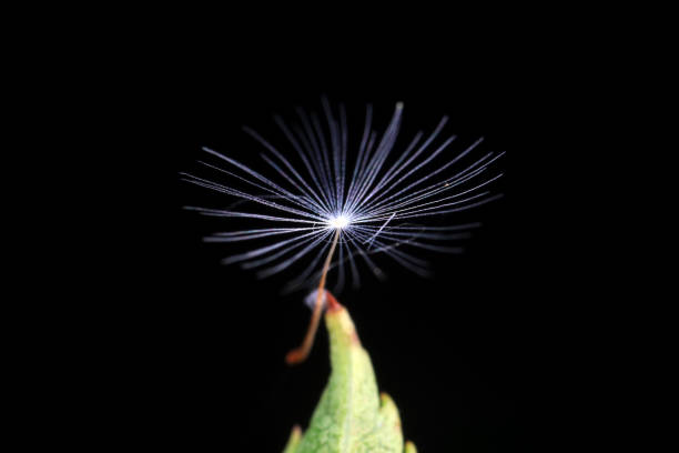 Wild plant dandelion in the wild, North China