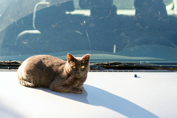 istock Gray yellow eye cat stretching on white car bonnet.Copy space. 2040197654