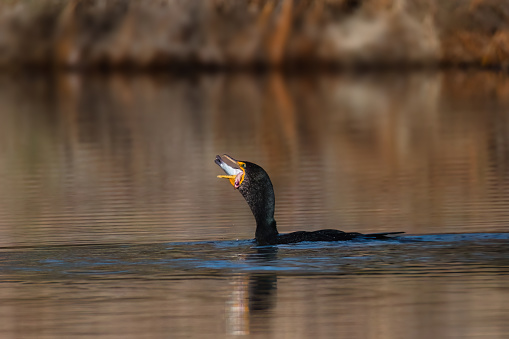 A Great Cormorant swallowing a fish