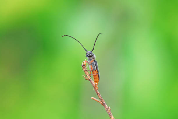 Longicorn on wild plants, North China