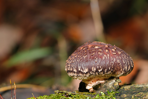 Young cute small Shiitake mushroom growing wild on a fallen tree bark with moss (Close up macro photograph)