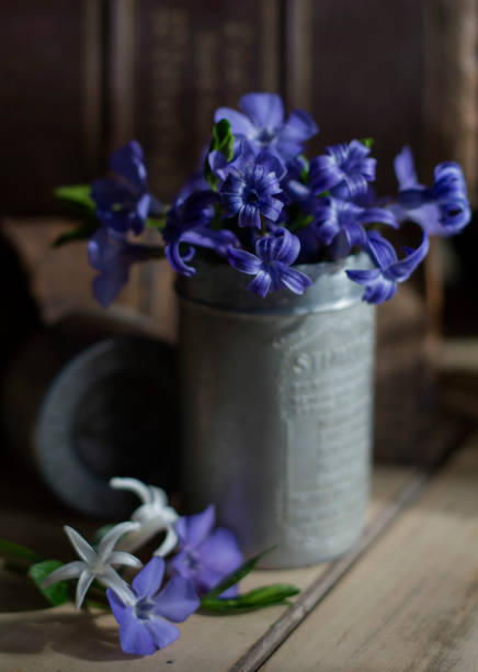 istock Violet and purple spring  flowers 2040205870