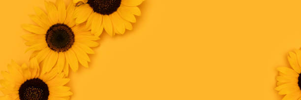 istock Banner with sunflowers on a yellow background. 2040206960