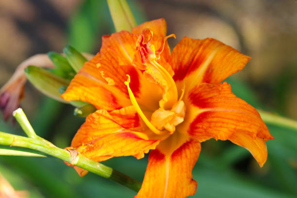 istock Bright orange colored flowerhead of Day lilly (Hemerocallis fulva, Natural+flash light, macro close-up photography) 2040207479