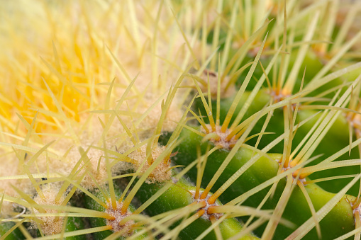 Top close up of long golden spined Golden barrel cactus (Kinshachi, Echinocactus grusonii. Natural+flash light, macro close-up photography)