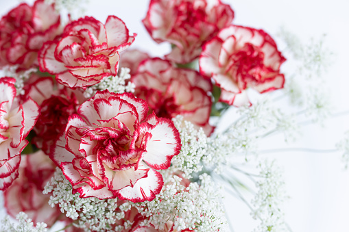 carnations, red and white mixture, bouquet, Mother's Day, white background