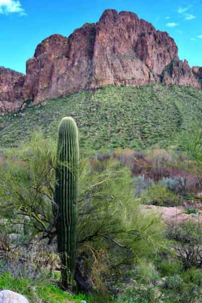 istock Salt River Recreation Area Arizona 2040218691