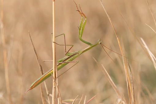 Close up of grasshopper on stem