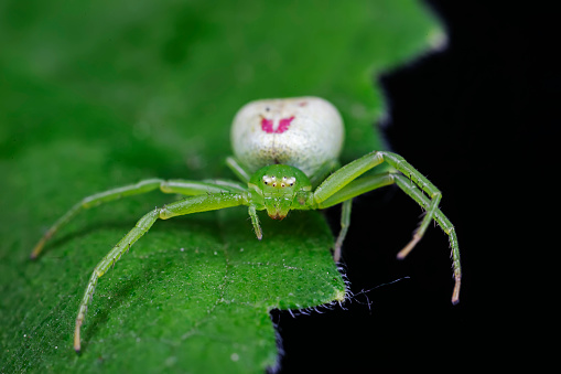 Spiders in the wild, North China