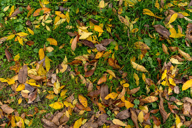 istock Yellow leaves on green moss, fall background 2040221467