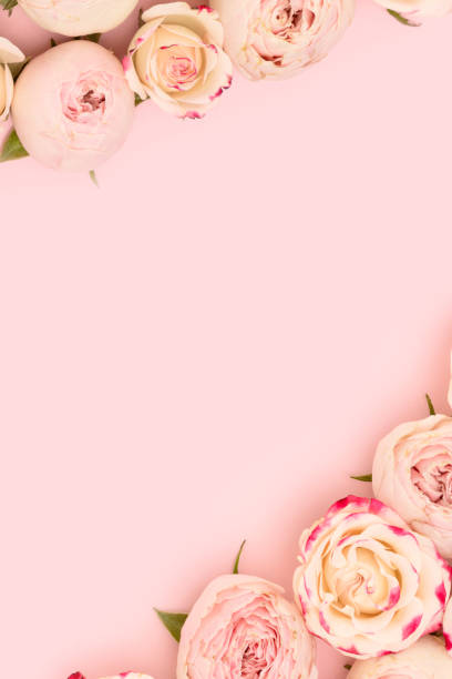 istock Rose flowers with copy space on a pink background. 2040221472