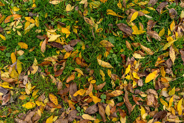 istock Yellow leaves on green moss, fall background 2040221473