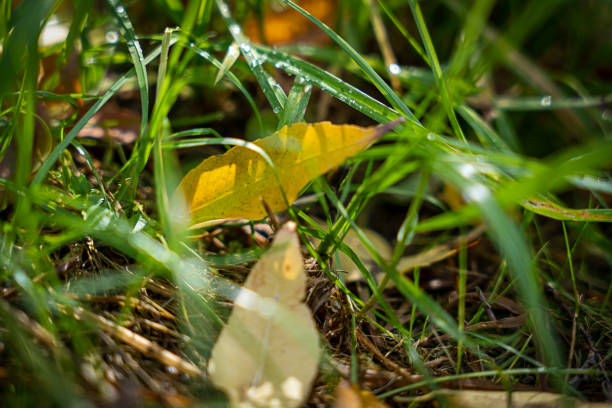 Yellow leaves in the grass, fall background