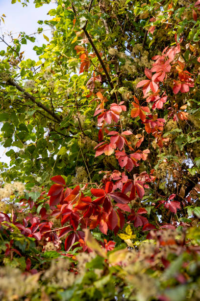 istock Autumn beautiful colorful leaves 2040223200