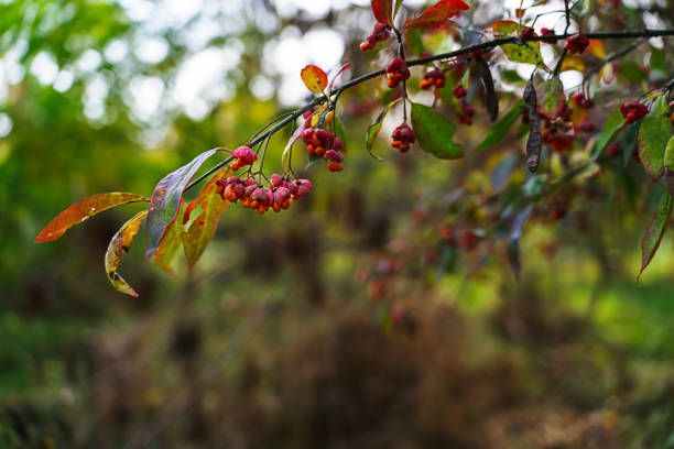 Euonymus berries and leaves on a blurred background in autumn