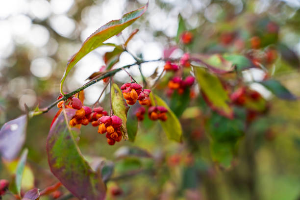Euonymus berries and leaves on a blurred background in autumn