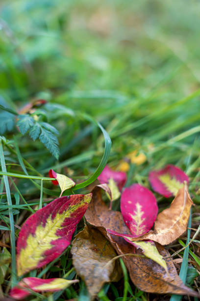 red-yellow leaves in grass, colored autumn leaves, autumn background texture