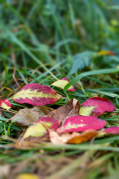 red-yellow leaves in grass, colored autumn leaves, autumn background texture