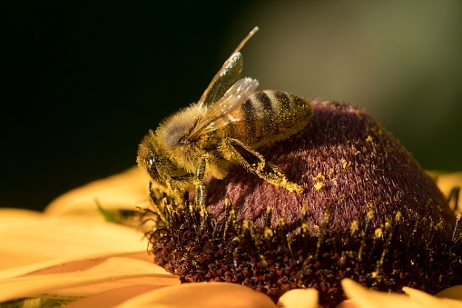 Honey bee covered by pollen, sitting on Asteraceae flower
