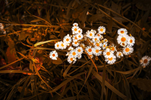 Bellis perennis or daisy or common daisy or lawn daisy in the flower field.
