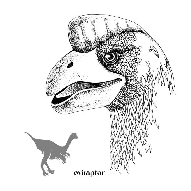 Vector illustration of Hand drawn realistic dinosaurus Oviraptor