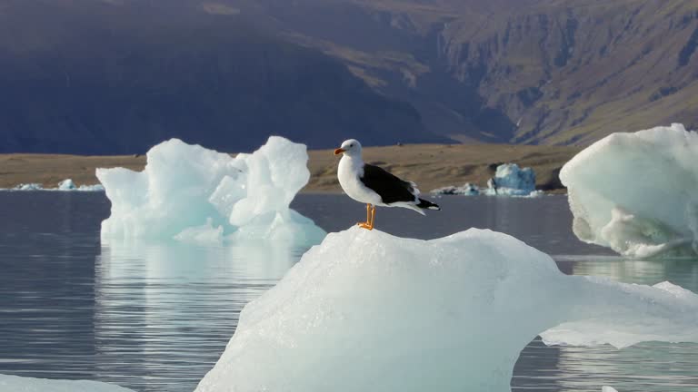 Spectacular landscape of small iceberg and seagull on it.