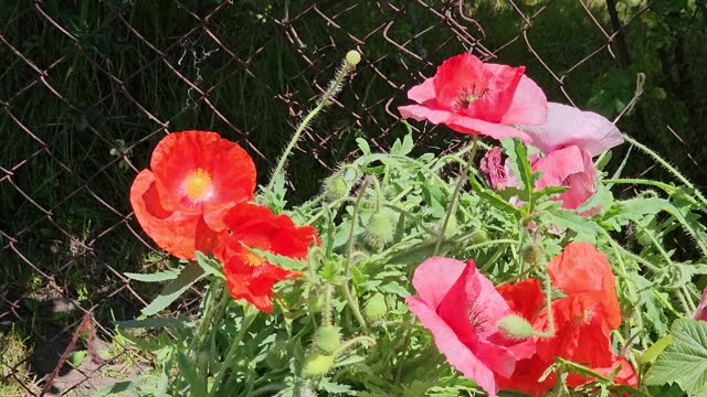 Blooming red poppies or Papaver on a garden plot in windy weather.