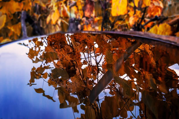 Grape leaves in fall, reflection of leaves in water