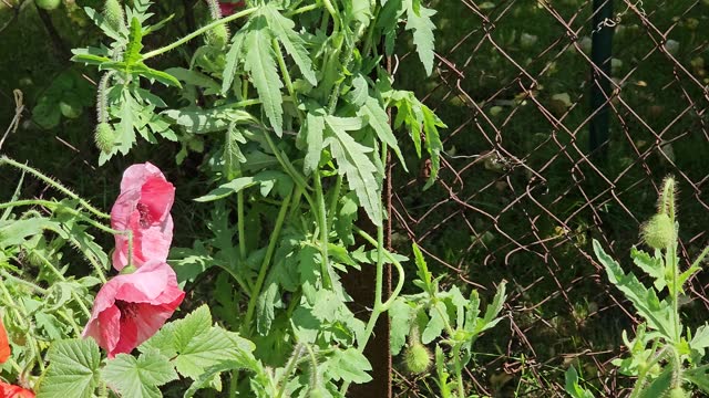 Blooming red poppies or Papaver on a garden plot in windy weather.