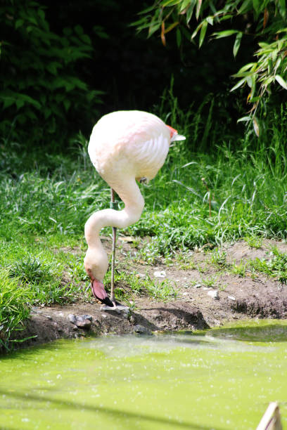 A pink flamingo standing on one leg