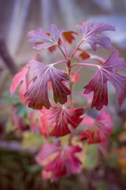 Autumn leaves of maple and peach