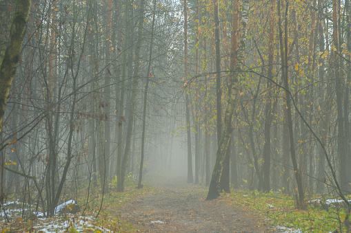 View into the treetops in fog in the Black Forest in Germany.