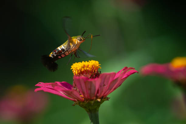 Pellucid hawk moth Cephonodes hylas sucking nectar from zinnia flower in flower garden, natural bokeh background