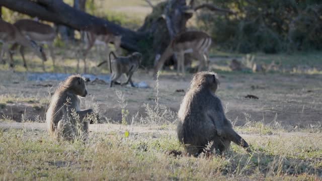 Chacma baboons eating vegetation roots with Impala herd in savanna background