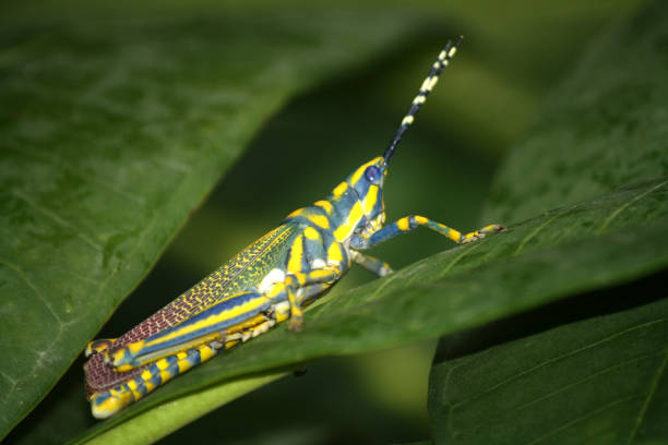 Painted grasshopper (Poekilocerus pictus) sitting on Plumeria leaf : (pix Sanjiv Shukla) Painted grasshopper (Poekilocerus pictus) is a large brightly coloured grasshopper found in the Indian subcontinent. Nymphs of the species are notorious for squirting a jet of liquid up to several inches away when grasped. The half-grown immature form is greenish-yellow with fine black markings and small crimson spots. The mature grasshopper has canary yellow and turquoise stripes on its body, green tegmina with yellow spots, and pale red hind wings. It changes its outward appearance by molting. The grasshopper feeds on leaves of Crown flower, a poisonous plant. poisonous grasshopper pictures stock pictures, royalty-free photos & images