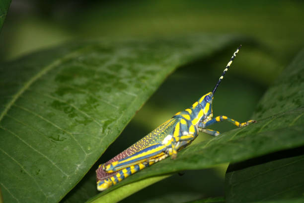 Painted grasshopper (Poekilocerus pictus) sitting on Plumeria leaf : (pix Sanjiv Shukla) Painted grasshopper (Poekilocerus pictus) is a large brightly coloured grasshopper found in the Indian subcontinent. Nymphs of the species are notorious for squirting a jet of liquid up to several inches away when grasped. The half-grown immature form is greenish-yellow with fine black markings and small crimson spots. The mature grasshopper has canary yellow and turquoise stripes on its body, green tegmina with yellow spots, and pale red hind wings. It changes its outward appearance by molting. The grasshopper feeds on leaves of Crown flower, a poisonous plant. poisonous grasshopper pictures stock pictures, royalty-free photos & images