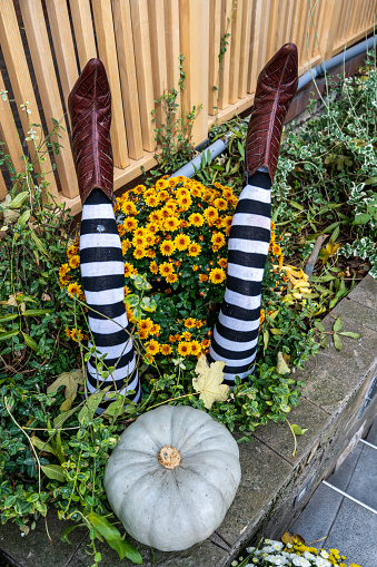 Helovina decoration, pumpkin and woman's feet sticking out of the ground