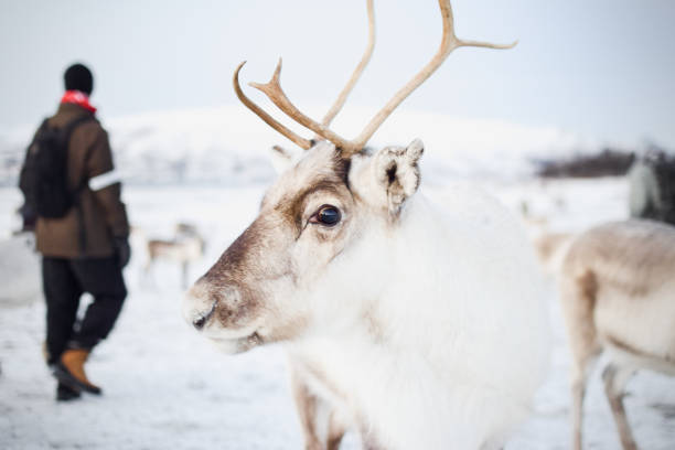 istock Reindeer in Tromso Norway Stock Image 2040295465