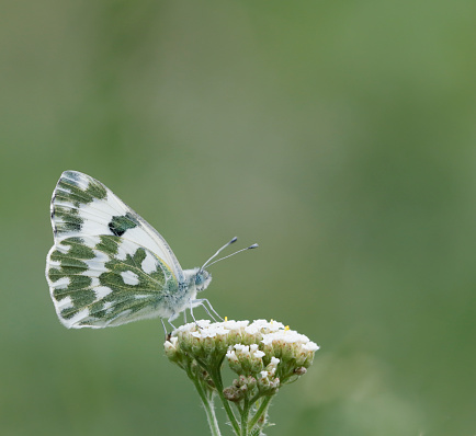 Pontia edusa, the eastern Bath white, is a butterfly in the family Pieridae.\nPontia edusa is a small to medium-sized migrant butterfly, with a wingspan reaching about 45 mm. The upperside of the wings is white, with black stains on the top of the forewing and hindwing. The hindwing undersides have greenish-grey spots. The butterfly is nearly identical to Pontia daplidice. Investigations of the genitals are the only way to distinguish between these two types. \nThe adults fly from March to October with two to four generations depending on the latitude. The eggs are laid singly and have an incubation period of seven days. The caterpillars are present from May. They are greyish-greenish, with black dots and broad yellow stripes, quite similar to the larva of the cabbage butterfly (Pieris brassicae). The larvae feed on Resedaceae species. Pontia edusa hibernates in the chrysalis stage. \nHabitat:\nThis species can be found in any open grassy or flowery areas, in stony or rocky places and in roadsides, especially where the host plants grow, at an altitude of 0–2,300 meters \nDistribution:\nIt is found from the south east of Europe (southern France, Italy, Corsica, Sardinia) up to central Europe and the Middle East in Iran and Iraq. It is a migrant which can also be encountered in Belgium, Holland, northern Germany and Poland, in the Baltic states and in southern Sweden and Norway(source Wikipedia). \n\nThis Picture is made during a Vacation in Bulgaria in May 2018.