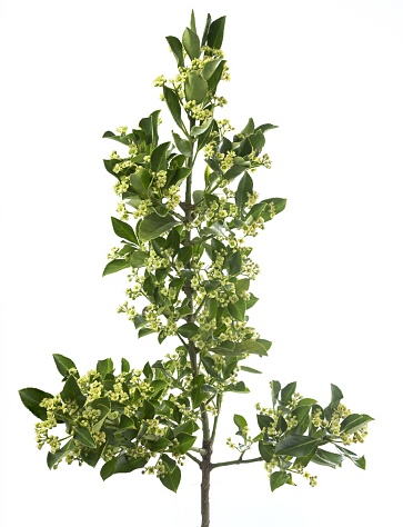 Euonymus carnosus, called the fleshy flowered spindletree, plant, studio shot, isolated on white background