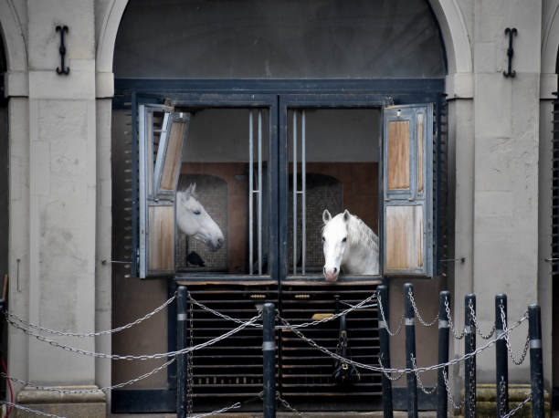 horse-drawn carriage horses