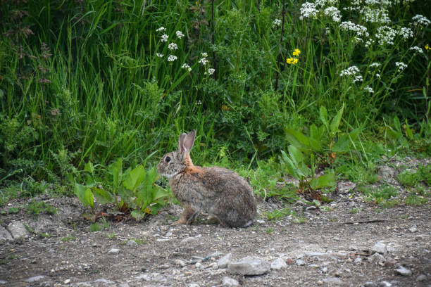 istock a brown perfill rabbit on a dirt road with a vegetation background 2040303040