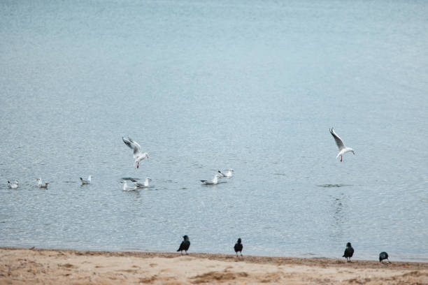 Seagulls fishing in Ohrid Lake