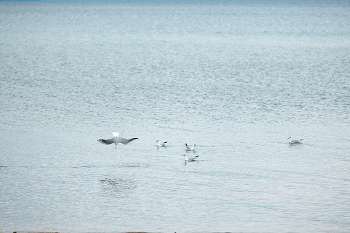 Seagulls fishing in Ohrid Lake