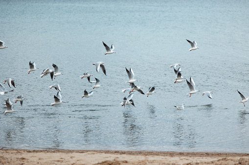 Seagulls fishing in Ohrid Lake