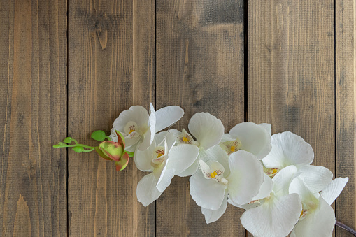 top view of white orchid on wooden background. artificial white flower. copy space. soft focus. flat lay