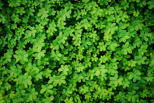 Close up of a bunch of green clover. St. Patrick’s Day background stock photo.